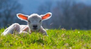 lambs poetry competition