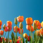 Tulips Spring Poem