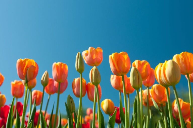 Tulips Spring Poem
