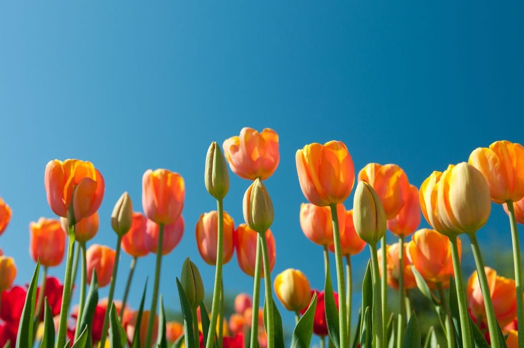 Spring Poetry Competition