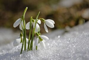 snowdrop poetry